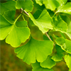 Ginkgo biloba - Ottomax Composition 